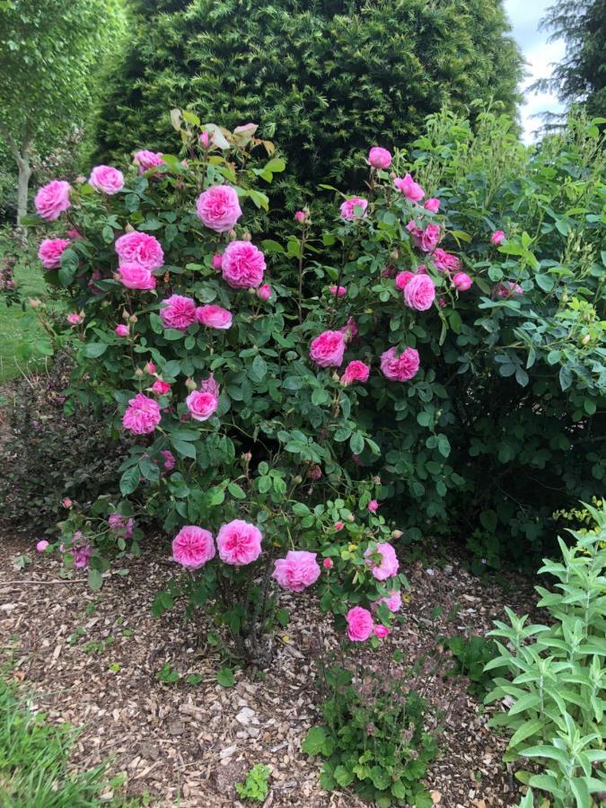 Jasmine Cottage Frome Buitenkant foto